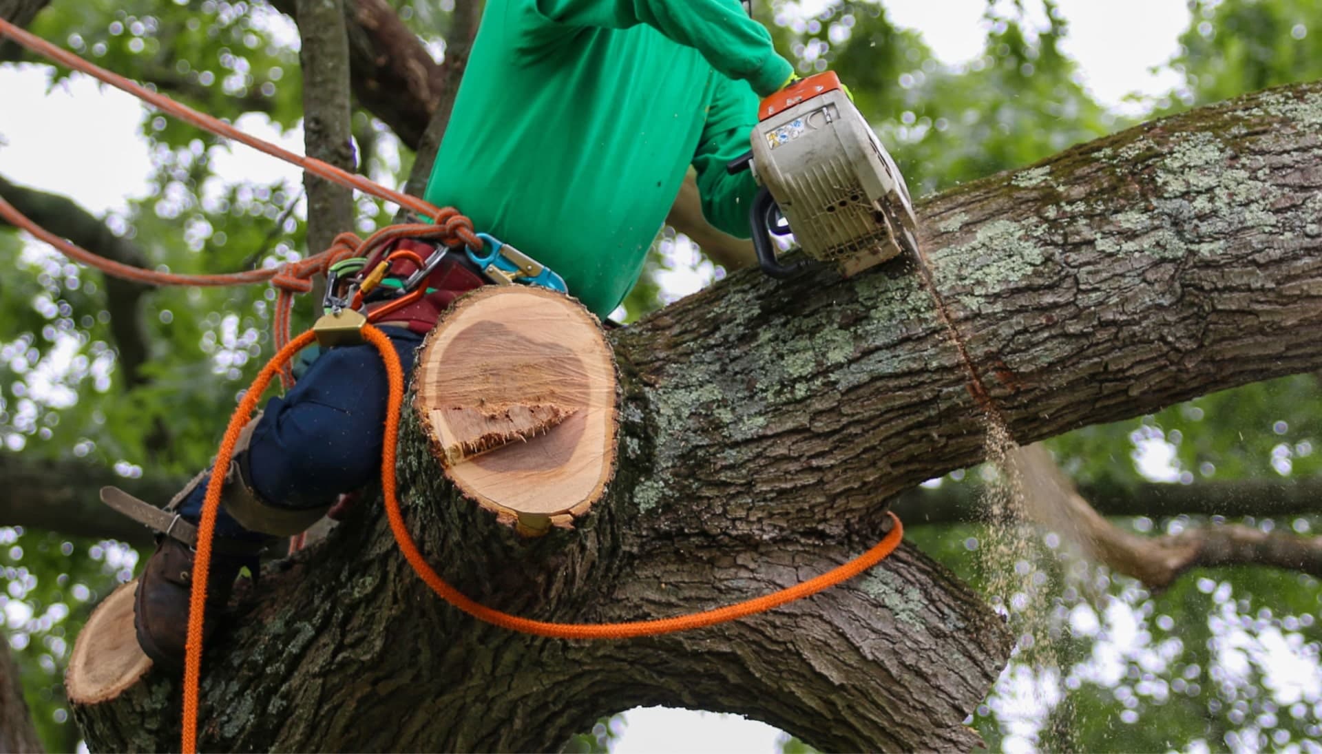 Relax with Dallas best tree removal.