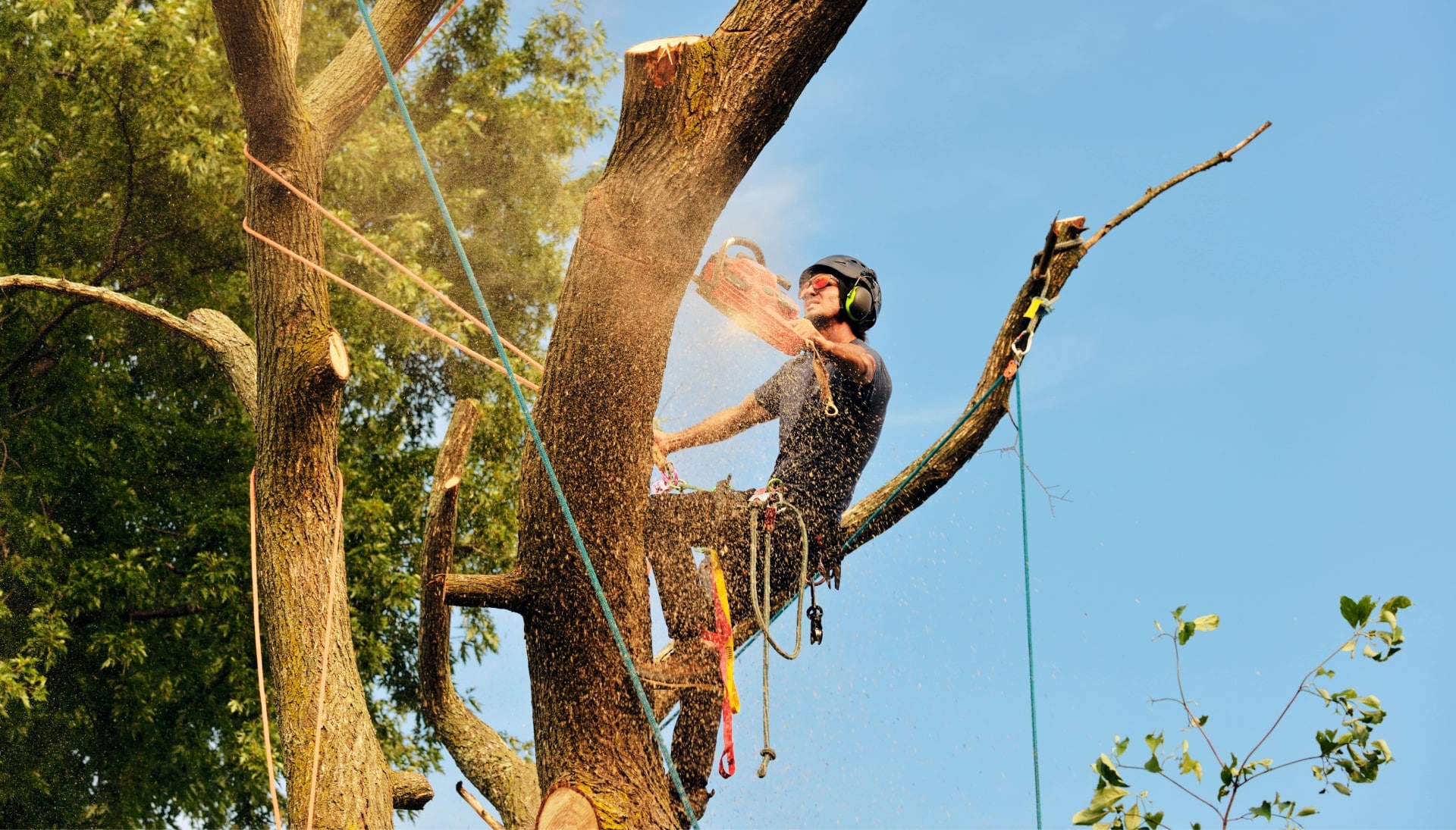 Dallas tree removal experts solve tree issues.
