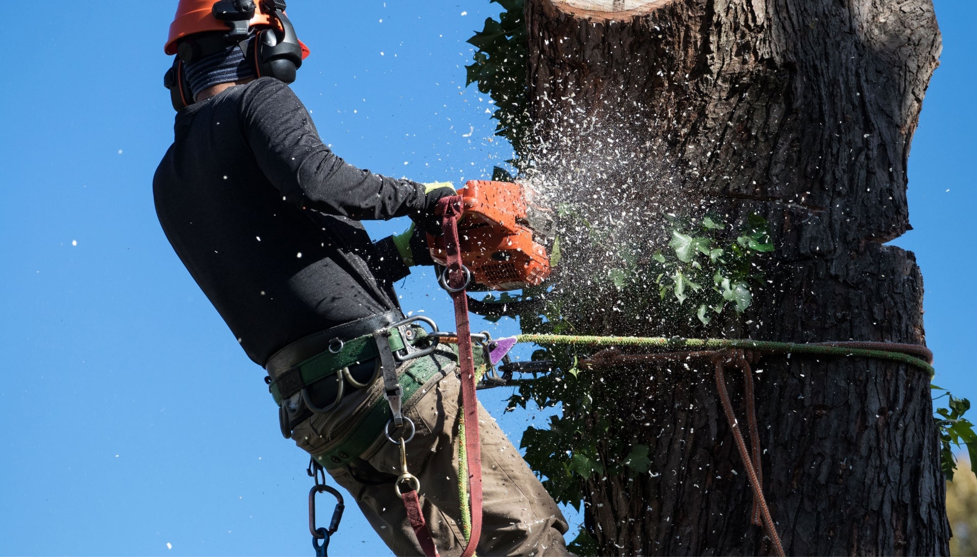 Professional Tree removal solutions in Dallas